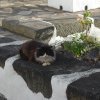 Gato